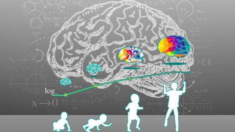 Εγκέφαλος, εκπαίδευση - Σημαντικά ευρήματα των νευροεπιστημών